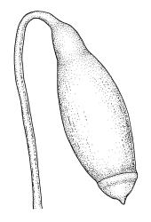 Bryum laevigatum, capsule. Drawn from D. Petrie s.n., Nov. 1893, CHR 516751.
 Image: R.C. Wagstaff © Landcare Research 2015 